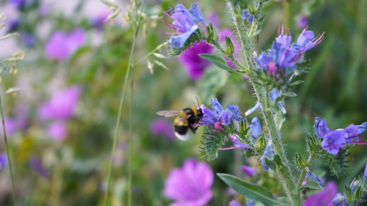 Eine Biene an lila Blüten